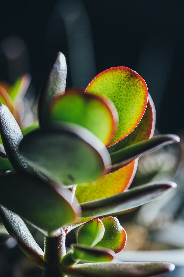 Sukkulente Pflanze Crassula ovata in einem Topf auf einem Holztisch an einem hellen Ort