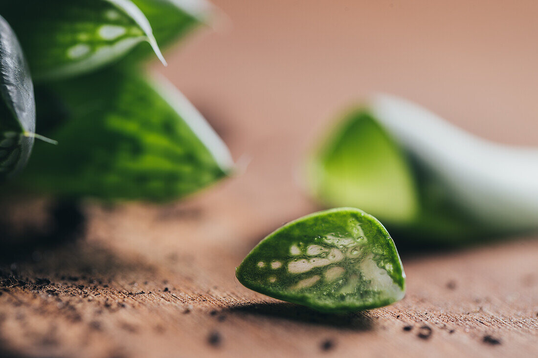 Closeup pieces of green succulent plant with dirt placed on wooden surface in light place