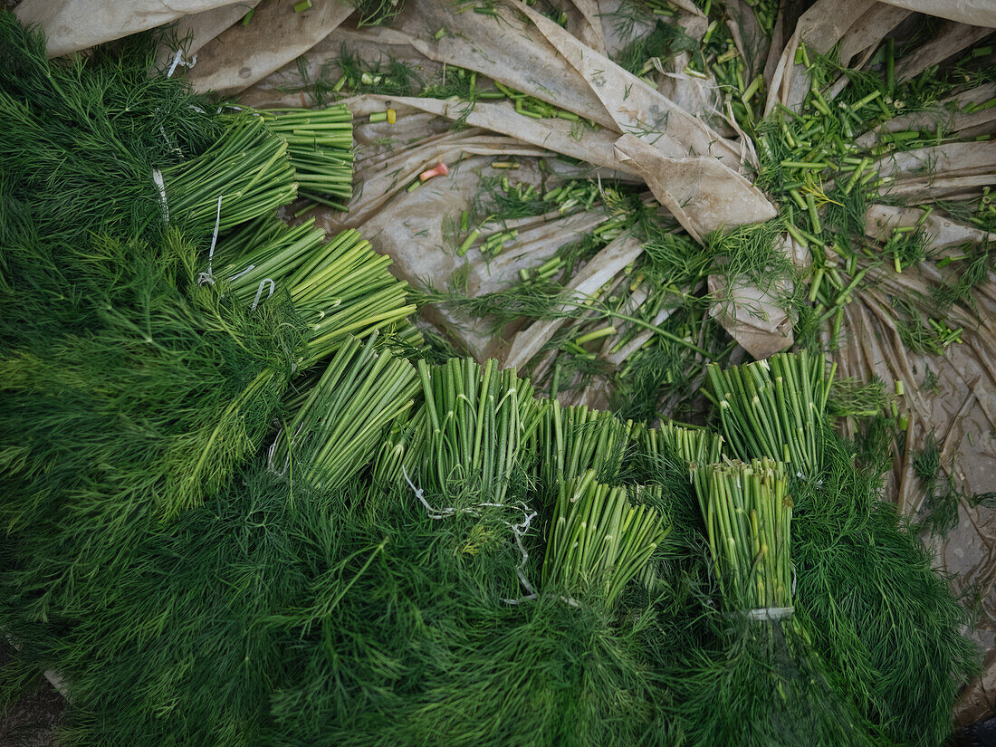 Top view of green fresh dill sprigs placed on plastic bag during harvest season