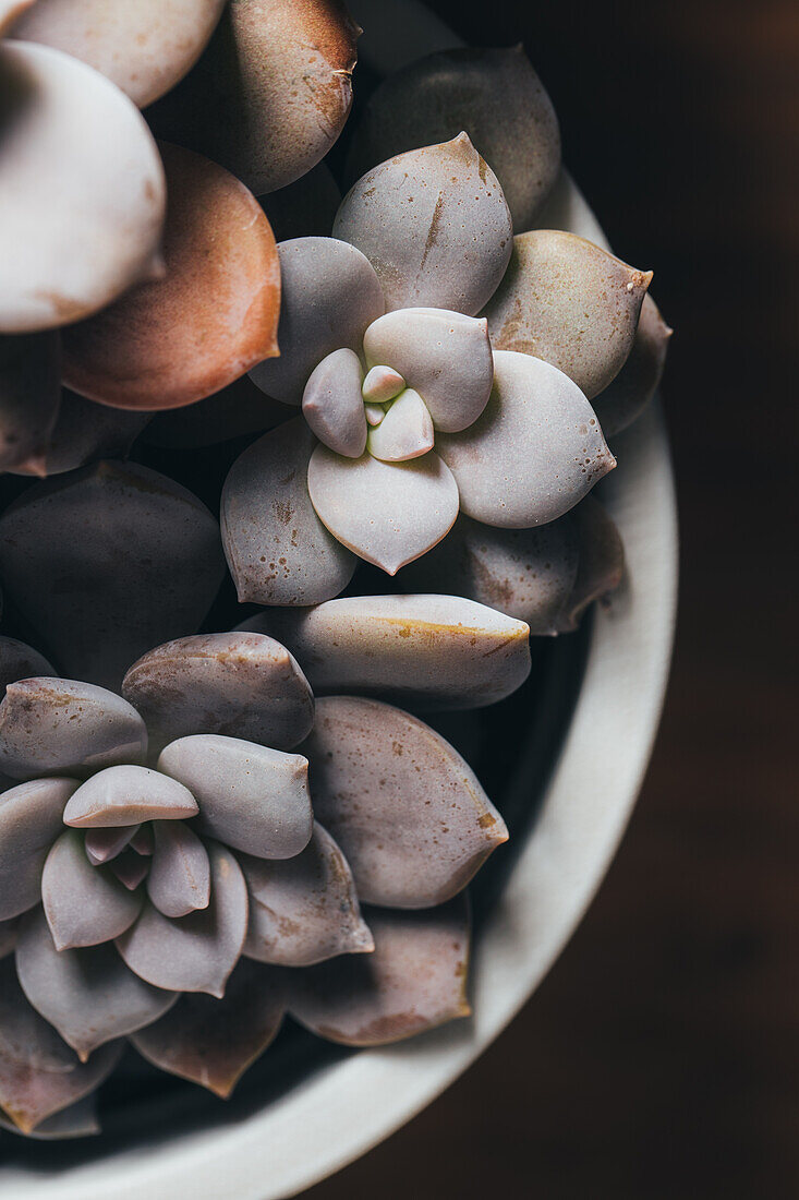 Top view of small green Echeveria Elegants succulent potted plant placed on wooden surface in light place