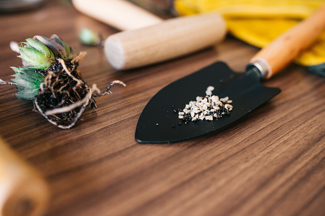 Flat lay of small home gardening instruments with gloves and flowerpot with plants on wooden table