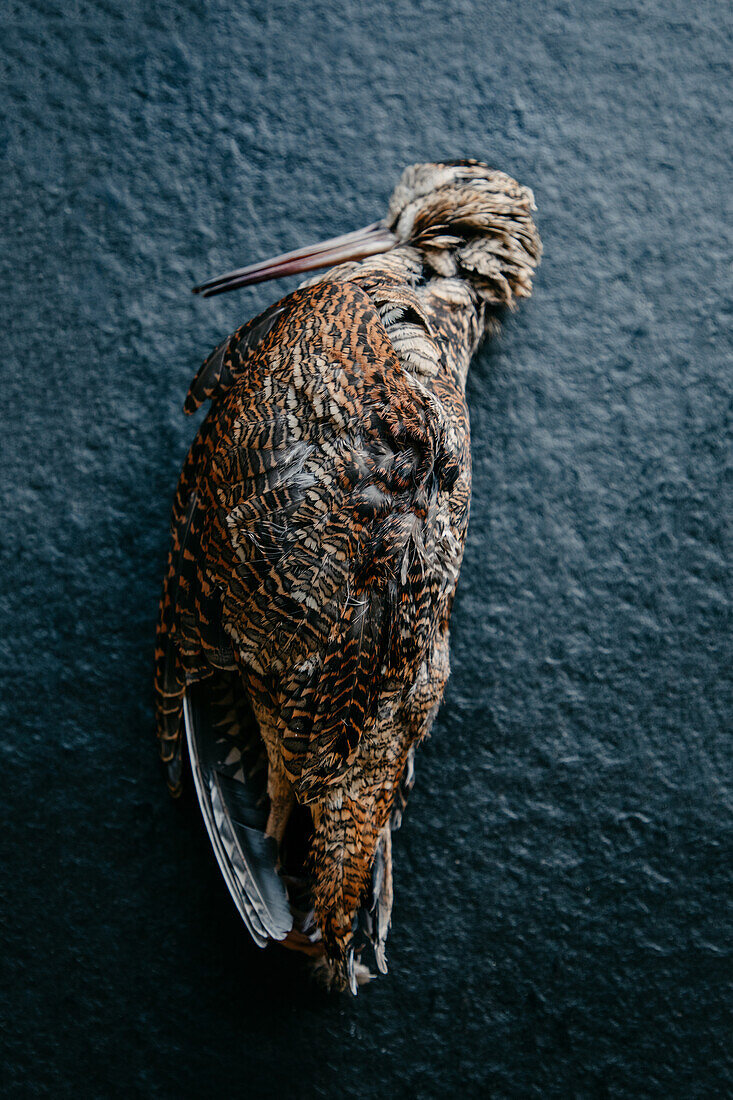 Top view of dead woodcock bird carcass placed on table for cooking meal