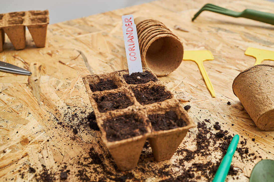 From above of eco container with soil and Coriander title on desk with cardboard cups