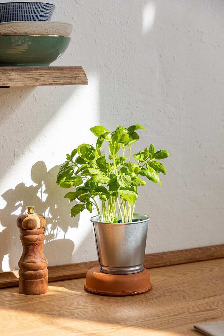 Fresh basil with green leaves growing in metal pot on wooden counter with pepper mill in kitchen with bright sunlight