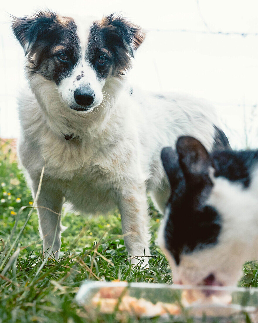 Flauschige Hauskatze, die im Gras sitzt und in der Nähe eines in der Nähe liegenden Border-Collie-Hundes Futterstücke frisst