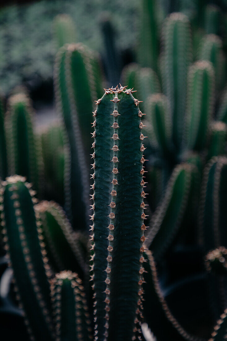 From above of prickly cacti with spiky stems growing in pots in botanical garden