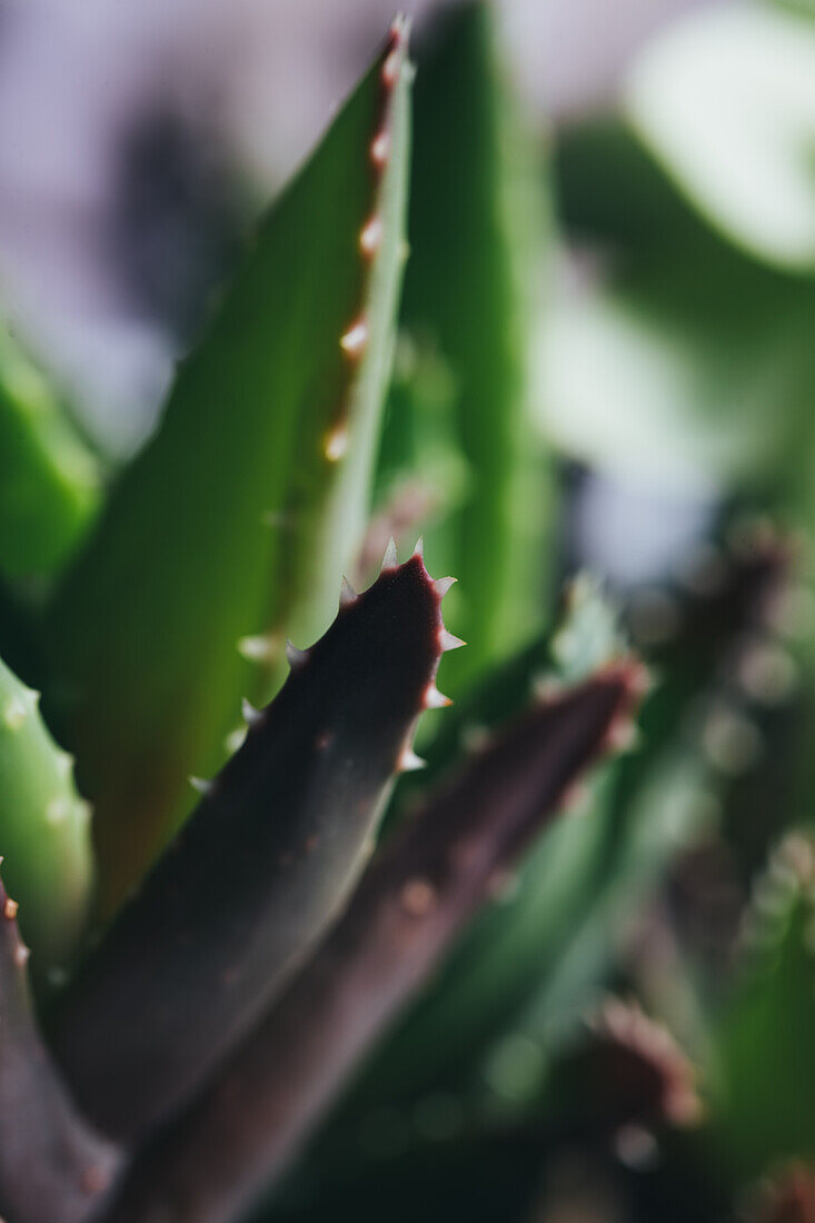 Green and red haworthia plant with leaves and white dots in dark place