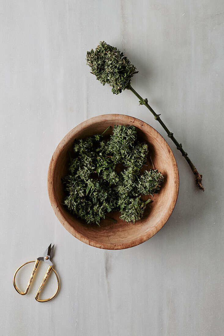 Top view of green cannabis bud in bowl placed on white table with scissors