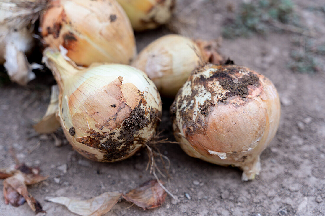 Haufen reifer, ungeschälter Zwiebeln mit Erde bedeckt auf dem Boden im Garten während der Erntezeit auf dem Lande an einem Sommertag