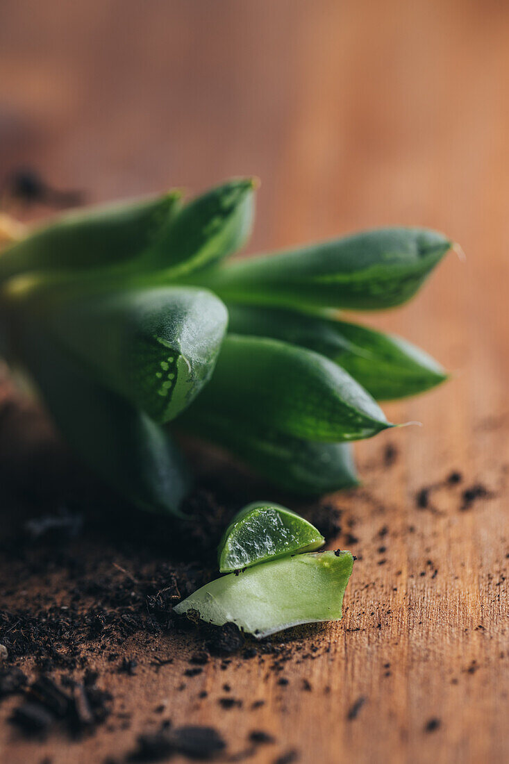 Closeup pieces of green succulent plant with dirt placed on wooden surface in light place