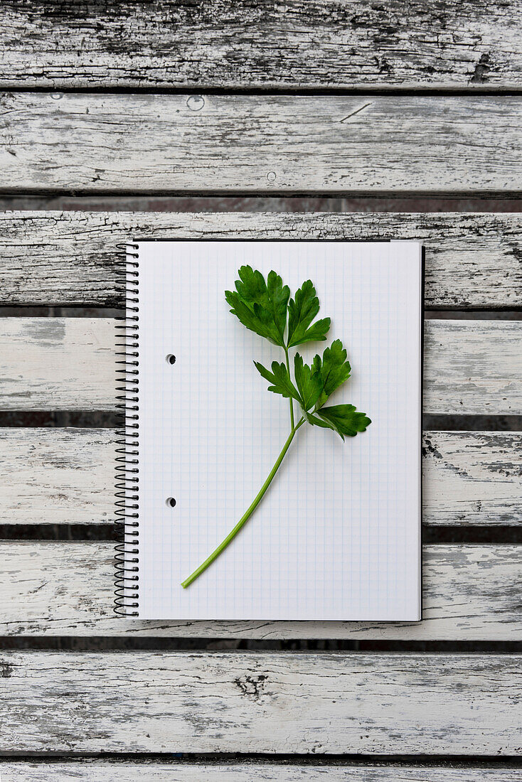 Top view of green sprig of fresh parsley placed on opened notepad with blank pages on wooden table