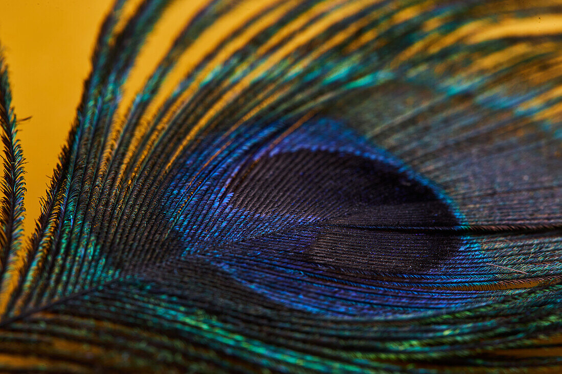 From above bright decorative exotic peacock feather with thin stems placed on yellow background in light modern studio