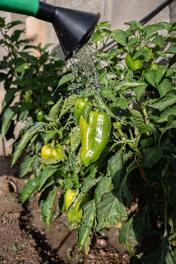 Seitenansicht eines Gärtners mit Gießkanne, der an einem Sommertag im Garten stehend Wasser auf Sträucher mit grünen Paprika gießt