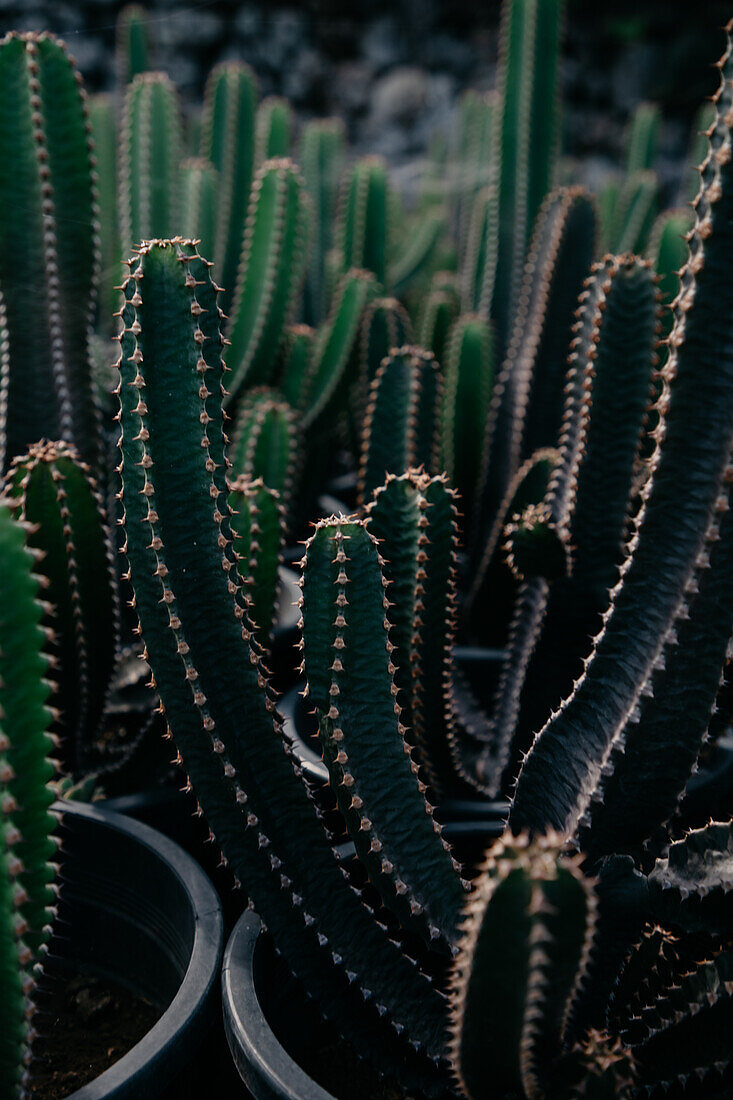From above of prickly cacti with spiky stems growing in pots in botanical garden