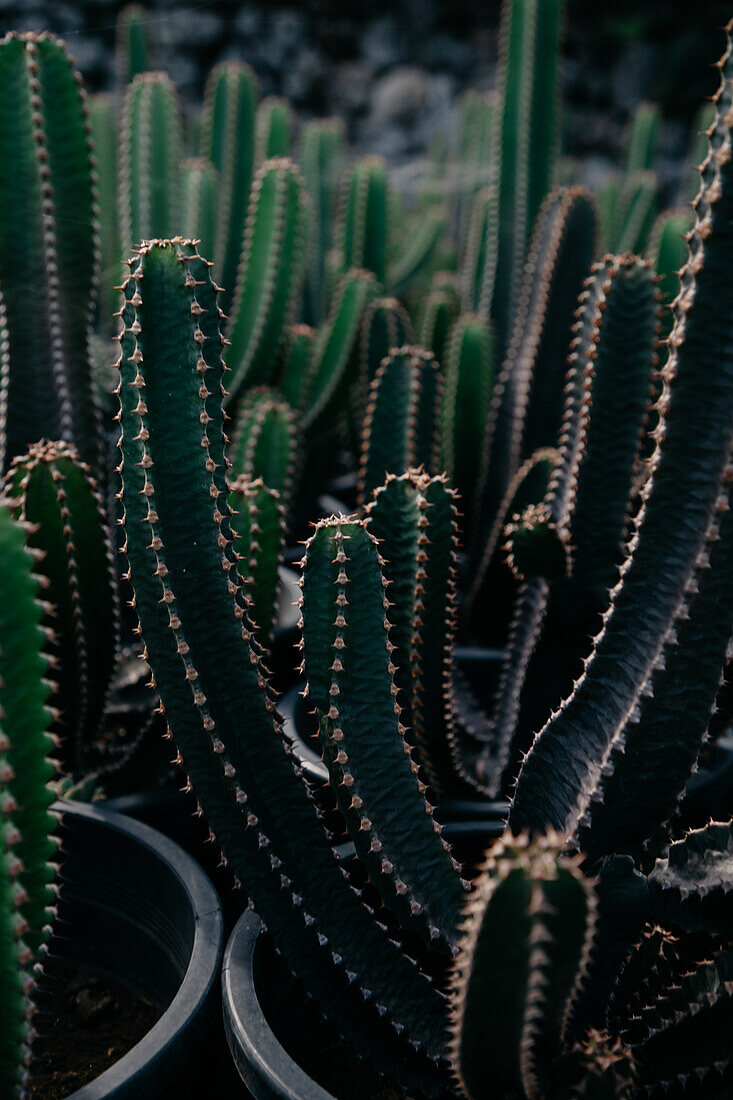 Stachelige Kakteen mit stacheligen Stielen, die in Töpfen im botanischen Garten wachsen, von oben