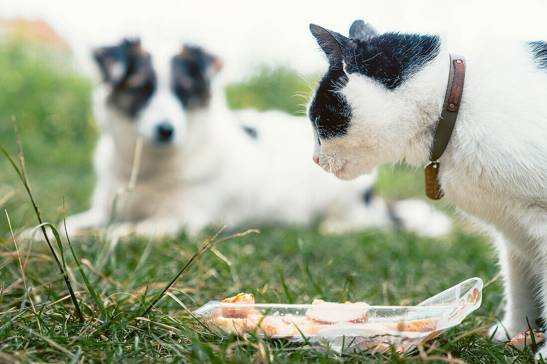 Fluffy domestic cat sitting on grass and eating pieces of food near Border Collie dog lying nearby