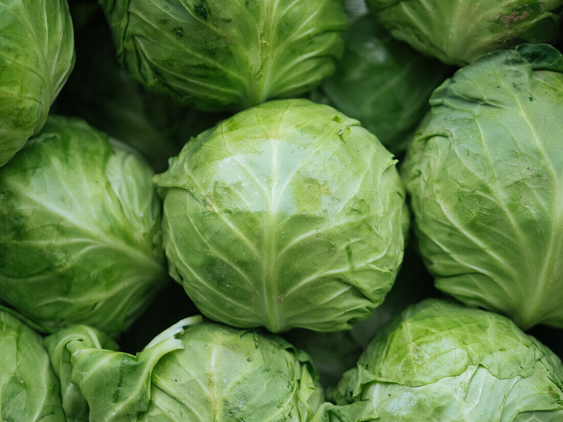 Großaufnahme von frischem Grünkohl während der Erntezeit auf dem Land im Sommer