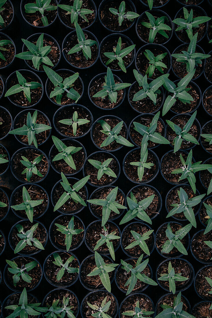 From above of green seedlings growing in pots with fertile soil in greenhouse