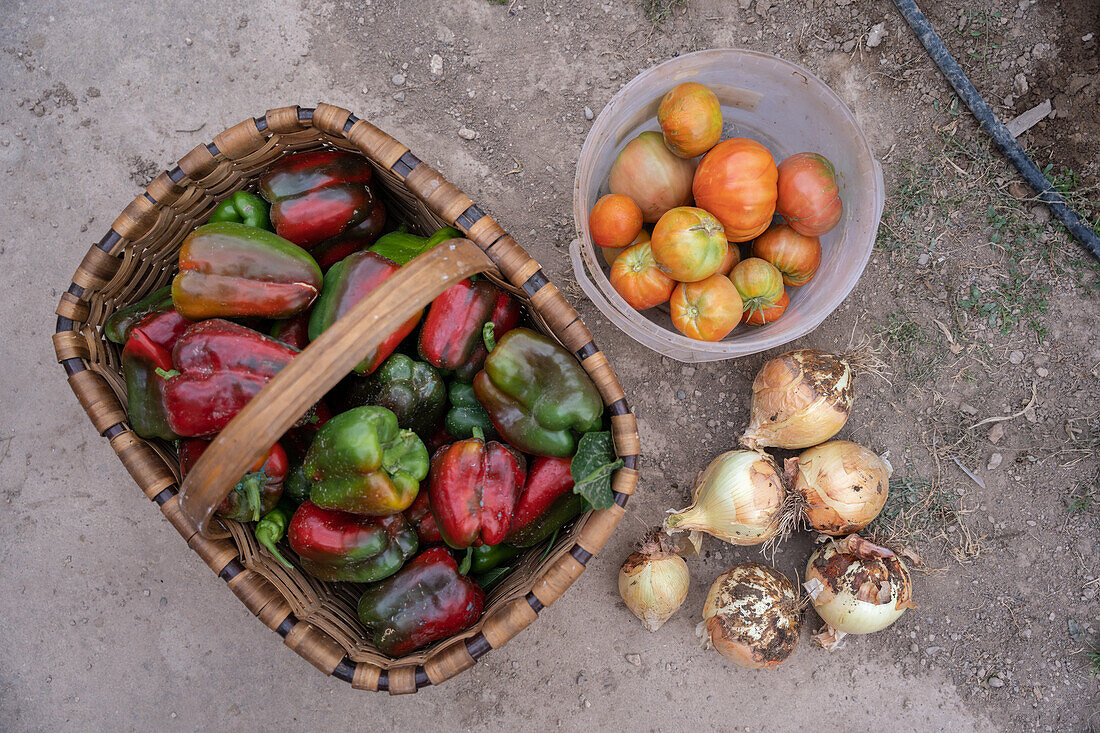 Blick von oben auf einen Weidenkorb mit bunten Paprikaschoten neben einem Plastikbehälter mit reifen Tomaten neben einem Haufen Zwiebeln während der Erntezeit