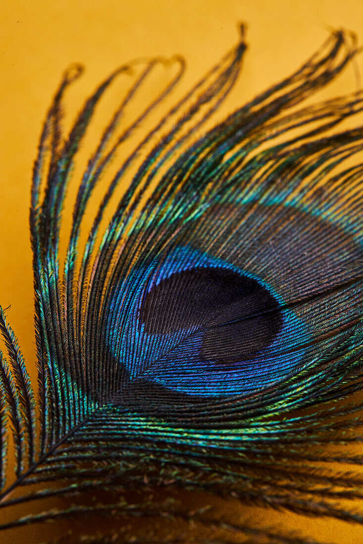 From above bright decorative exotic peacock feather with thin stems placed on yellow background in light modern studio