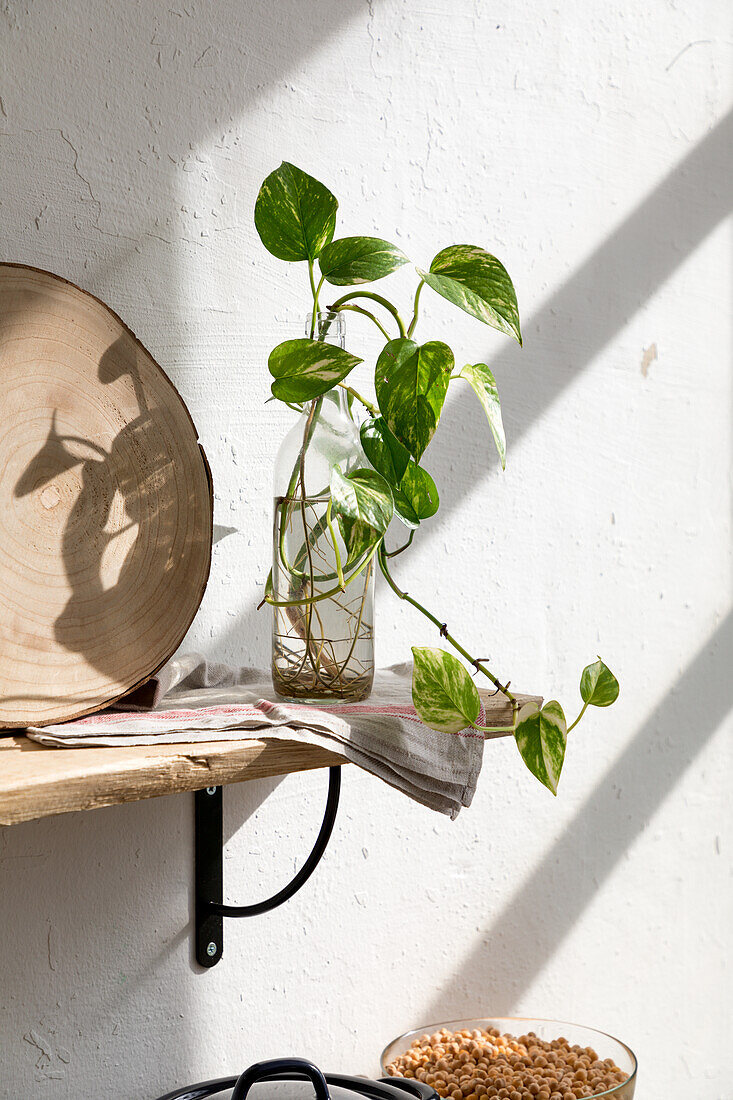 Grüner Setzling einer Zimmerpflanze in einer Glasflasche mit Wasser auf einem Holzregal an einer weißen Wand in der Küche