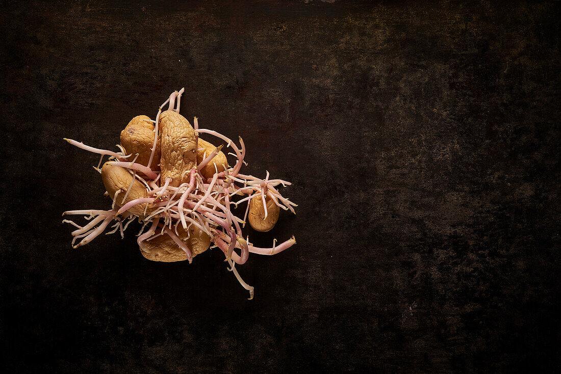 Top view composition of pile of old potatoes with germinating sprouts placed on black background