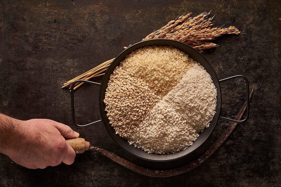 Top view of crop anonymous person holding bowl with various types of raw rice placed on black table with spikes and sickle