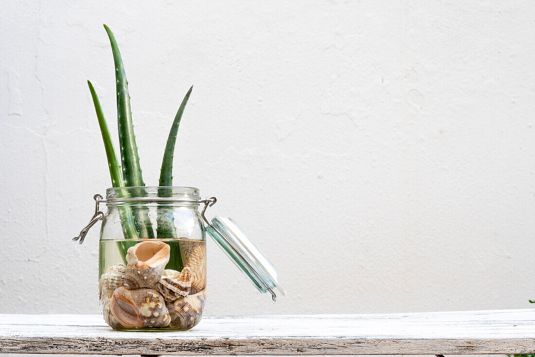 Green aloe vera leaves placed in glass jar with water and seashells on table on white background