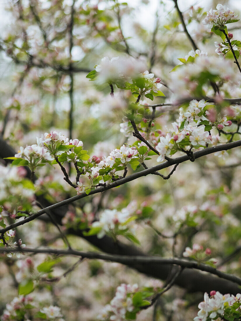 Blooming white flowers with delicate petals growing on branches of apple tree in spring garden