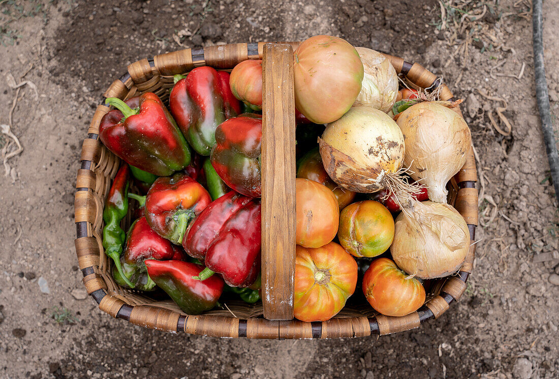 Top view of fresh bell peppers and ripe red tomatoes placed in wicker basket with heap of onions in garden