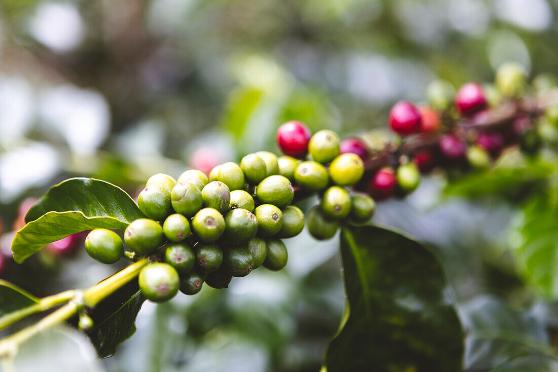 Grüne und rote Arabica-Kaffeefrüchte reifen an den Zweigen eines Baumes auf einer Plantage in der Stadt Armenia im Departement Quindio in Kolumbien