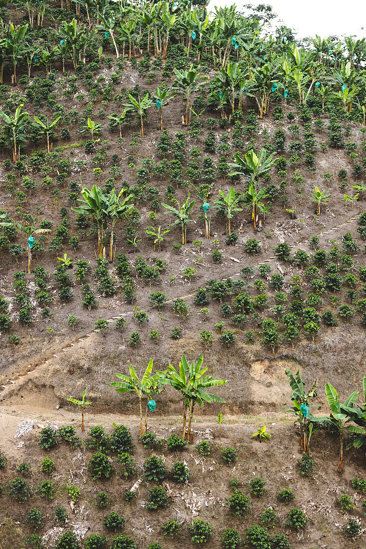 Stairway mounted on hillside with green shrubs and tropical plants on coffee plantation in Quindio Department in Colombia