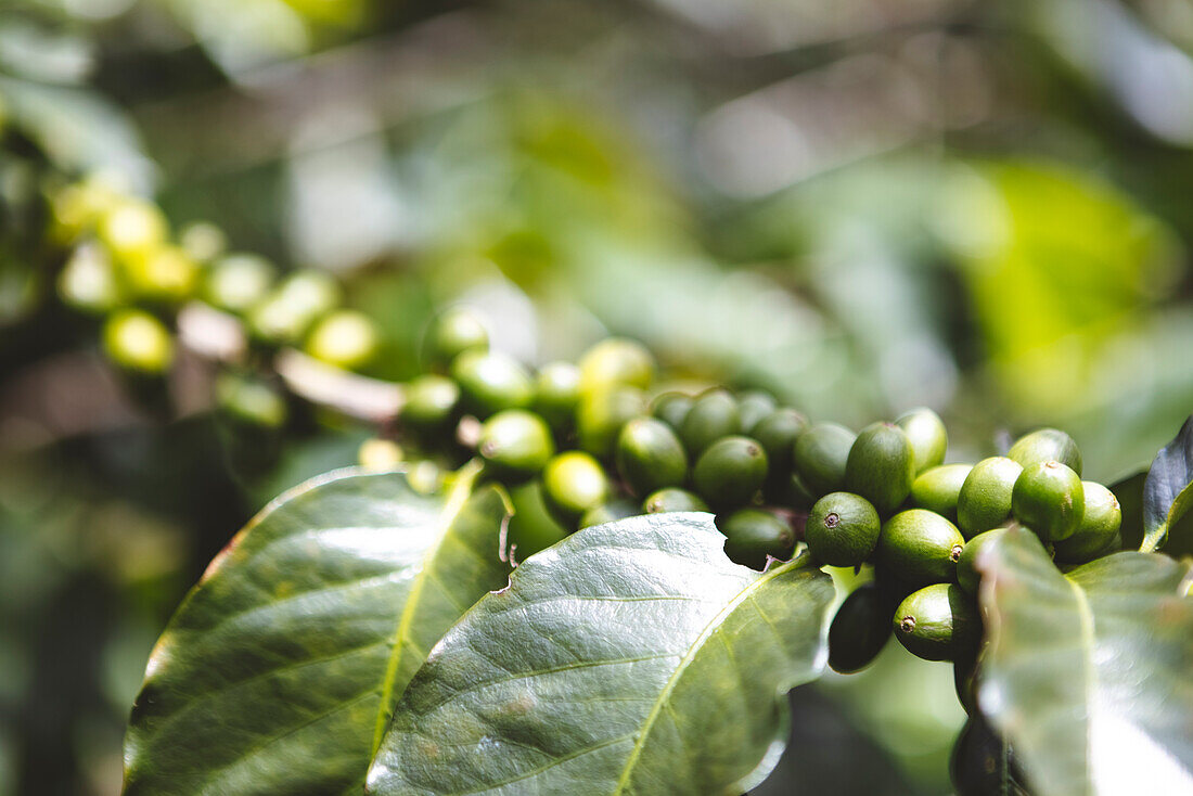Nahaufnahme von unreifen grünen Kaffeefrüchten auf einem Baumzweig mit Blättern auf einer Plantage in der Stadt Armenia im Departement Quindio in Kolumbien