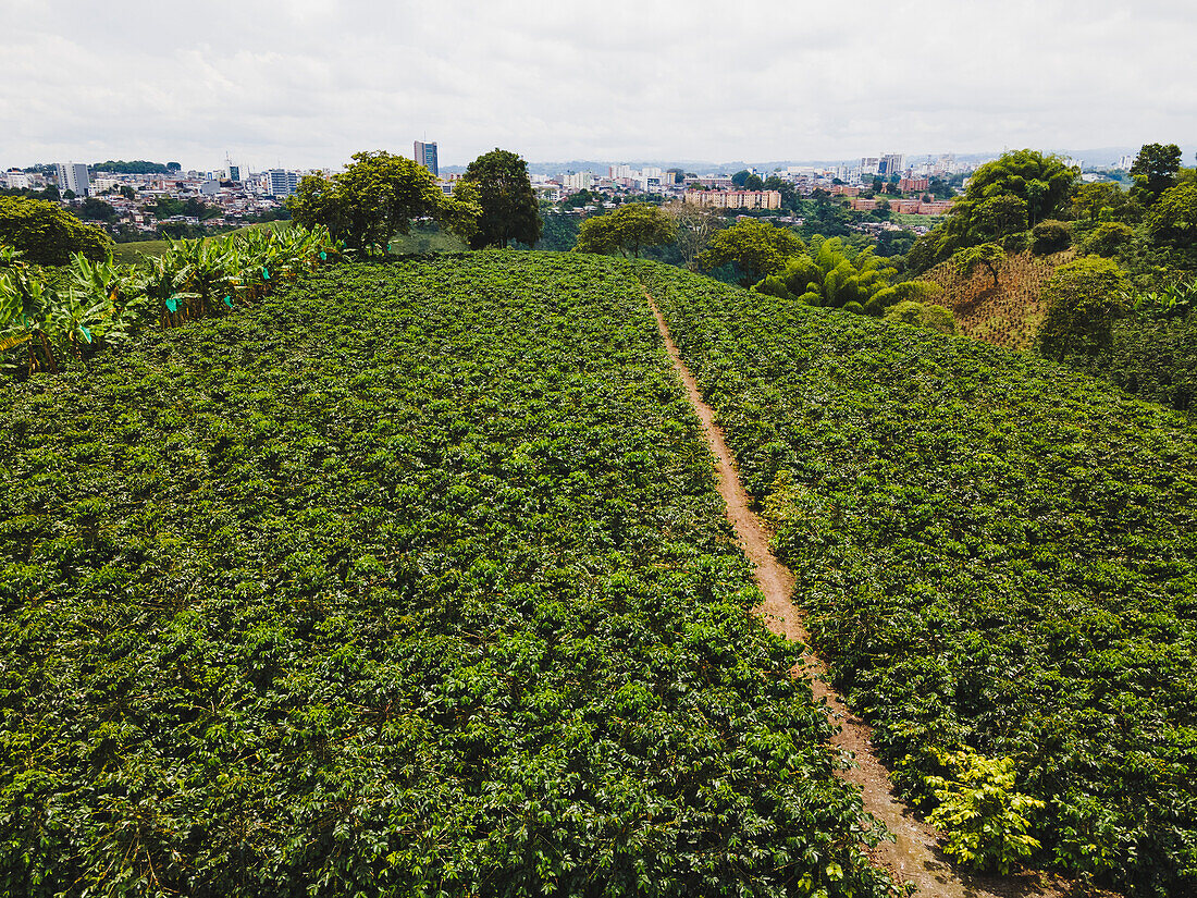 From above drone view over lush green coffee plantation on hill located near Armenia city with cityscape and cloudy sky in Colombia
