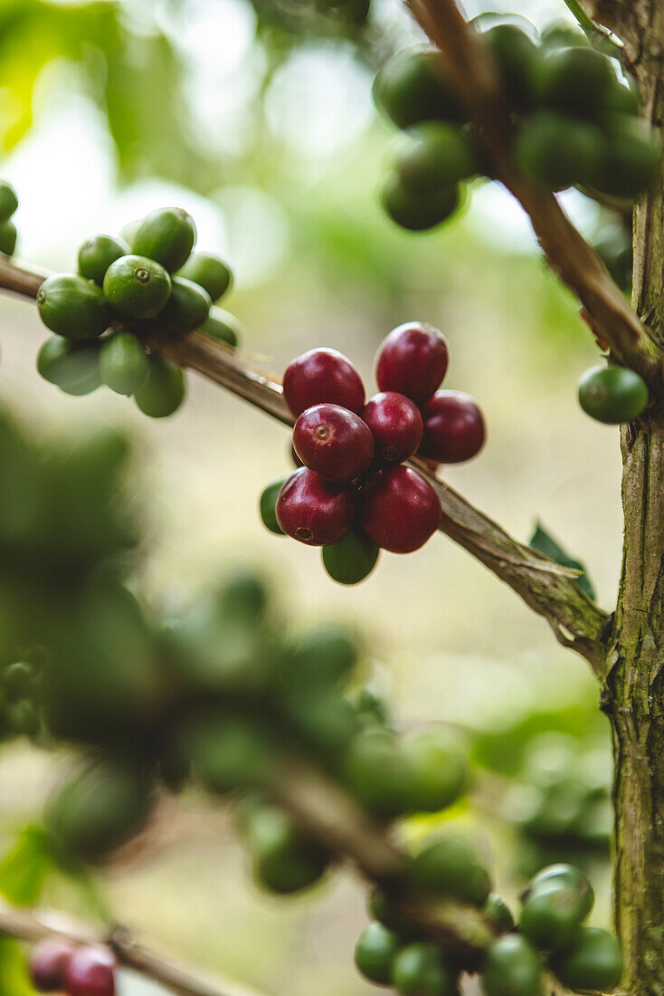 Green and red arabica coffee fruits ripening on branches of tree on plantation in Armenia city in Quindio Department of Colombia