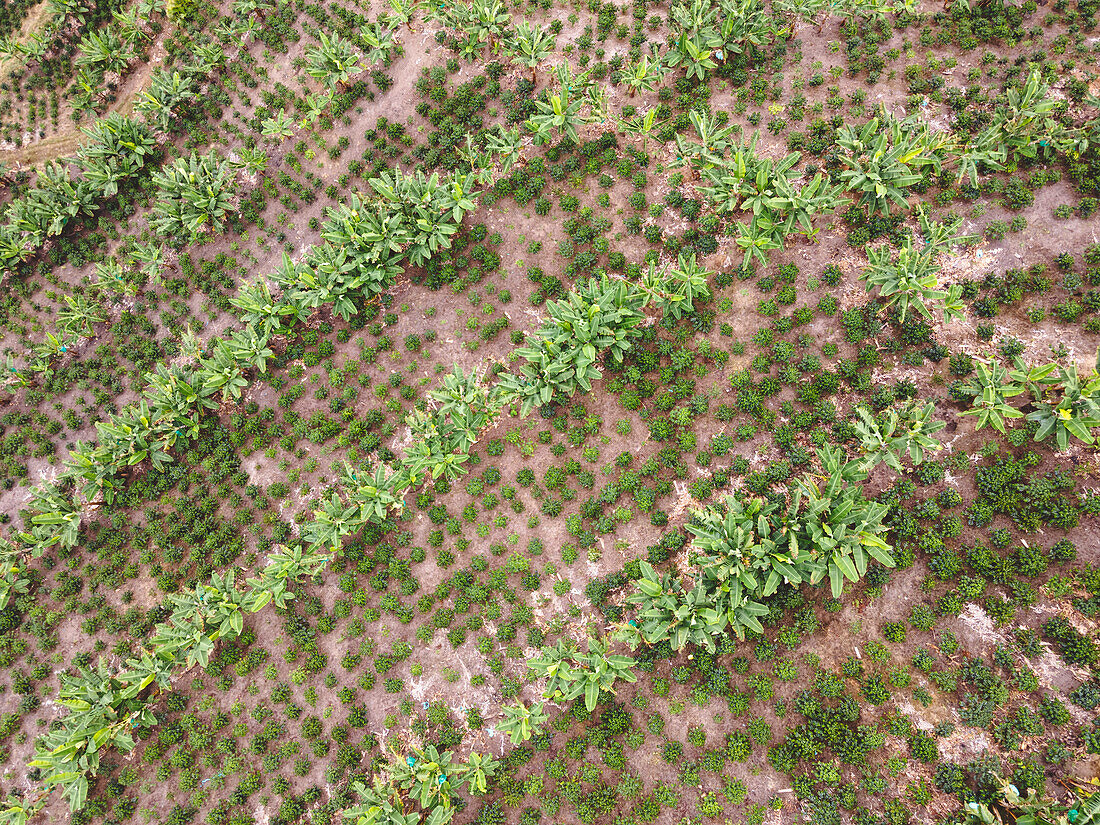 Drone view of coffee plantation with rows of green trees and bushes in agricultural area of Armenia city in Colombia