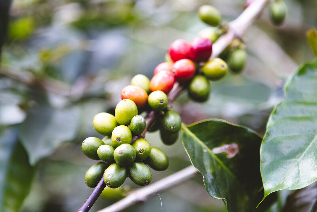 Green and red arabica coffee fruits ripening on branches of tree on plantation in Armenia city in Quindio Department of Colombia
