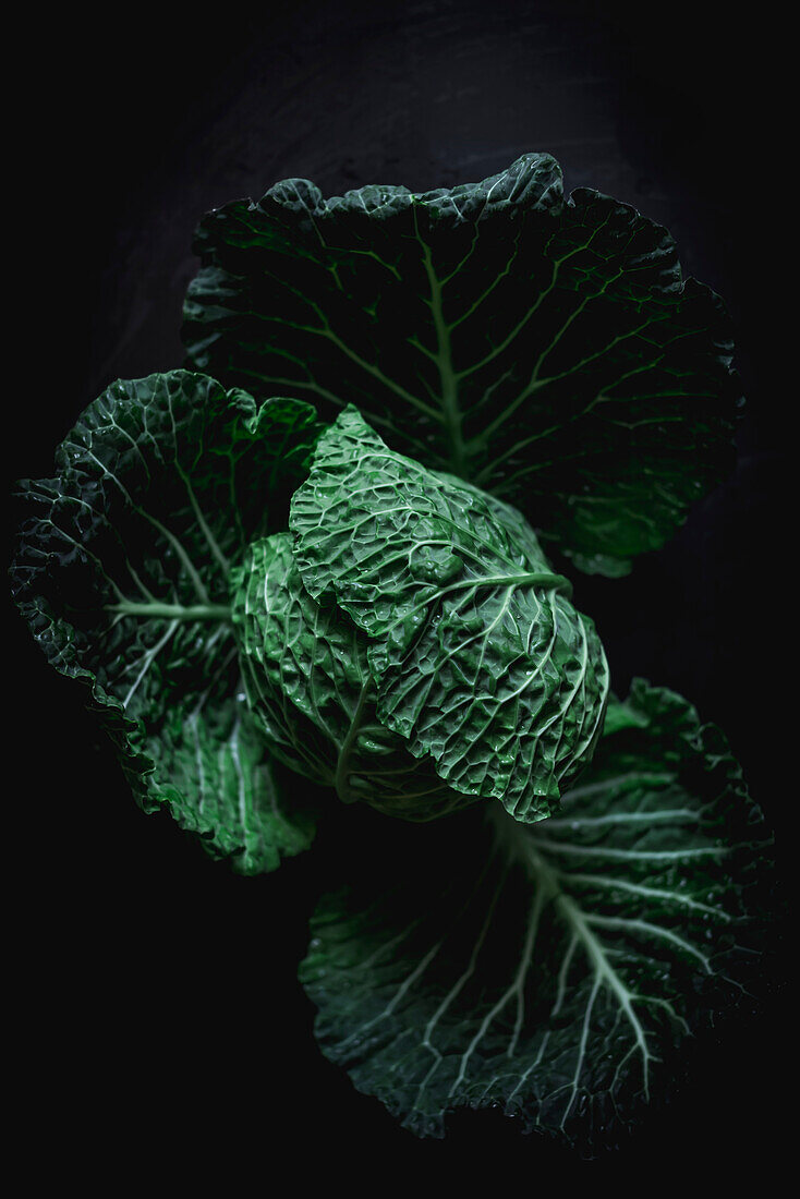 From above dramatic image of green fresh cabbage over dark background