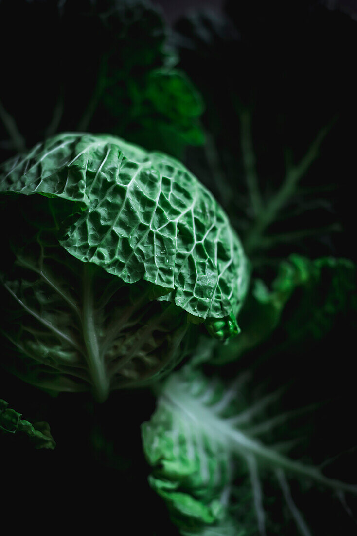 From above dramatic image of green fresh cabbage over dark background