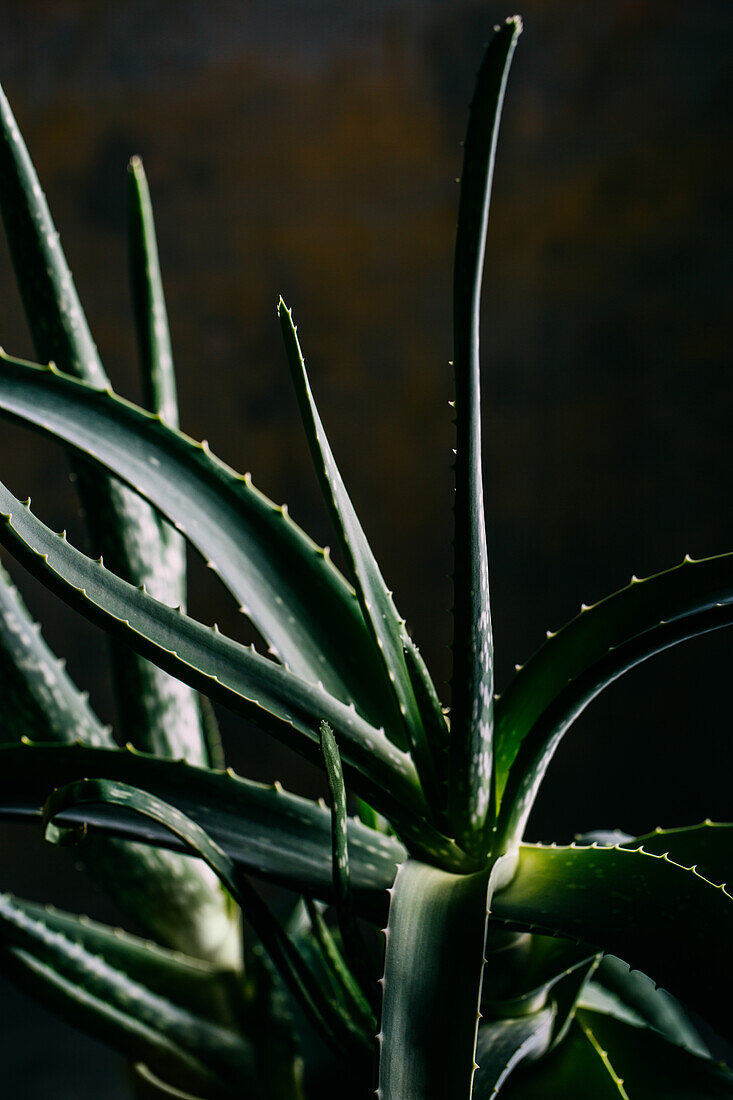 Aloe vera Blätter auf dunklem Hintergrund