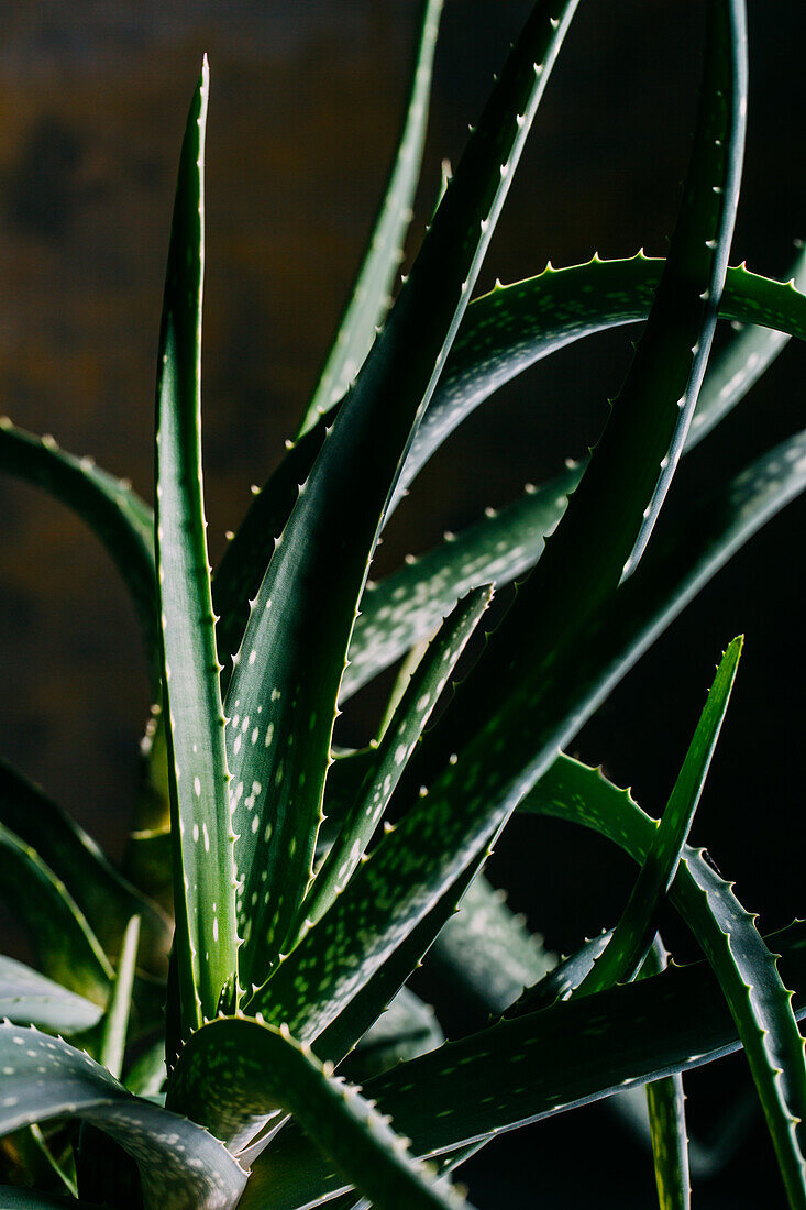 Aloe vera Blätter auf dunklem Hintergrund