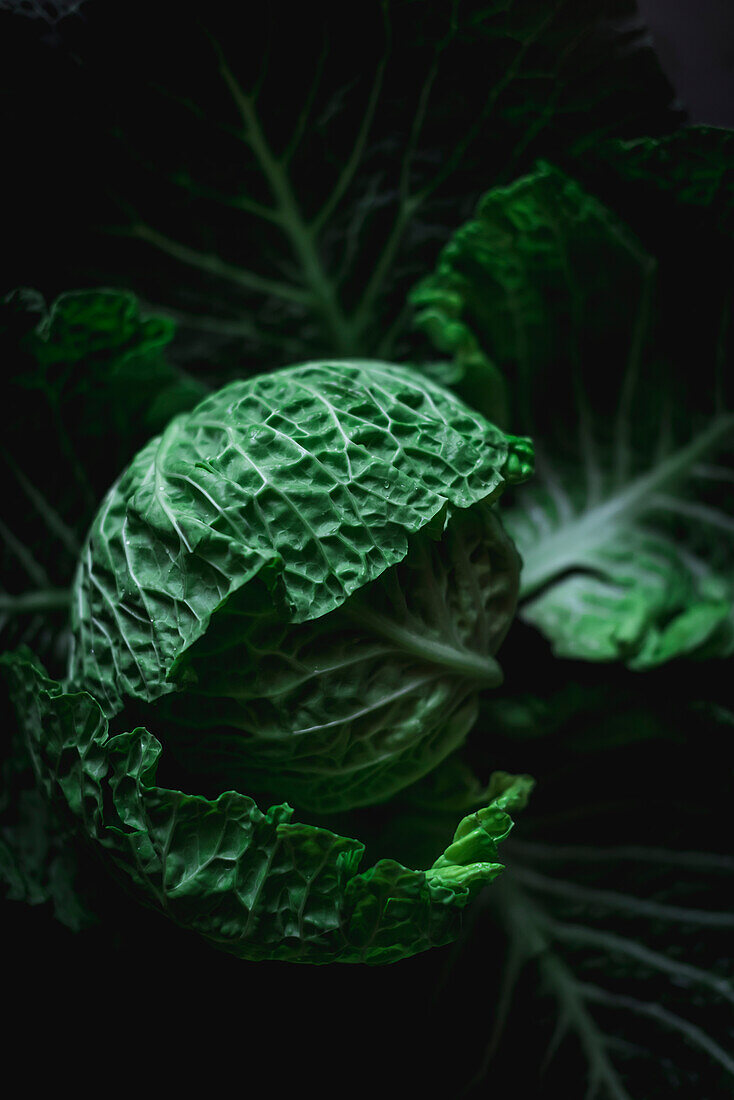 From above dramatic image of green fresh cabbage over dark background