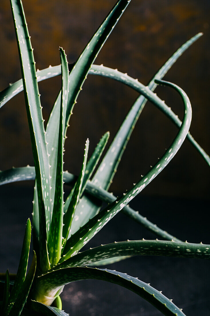 Aloe vera Blätter auf dunklem Hintergrund