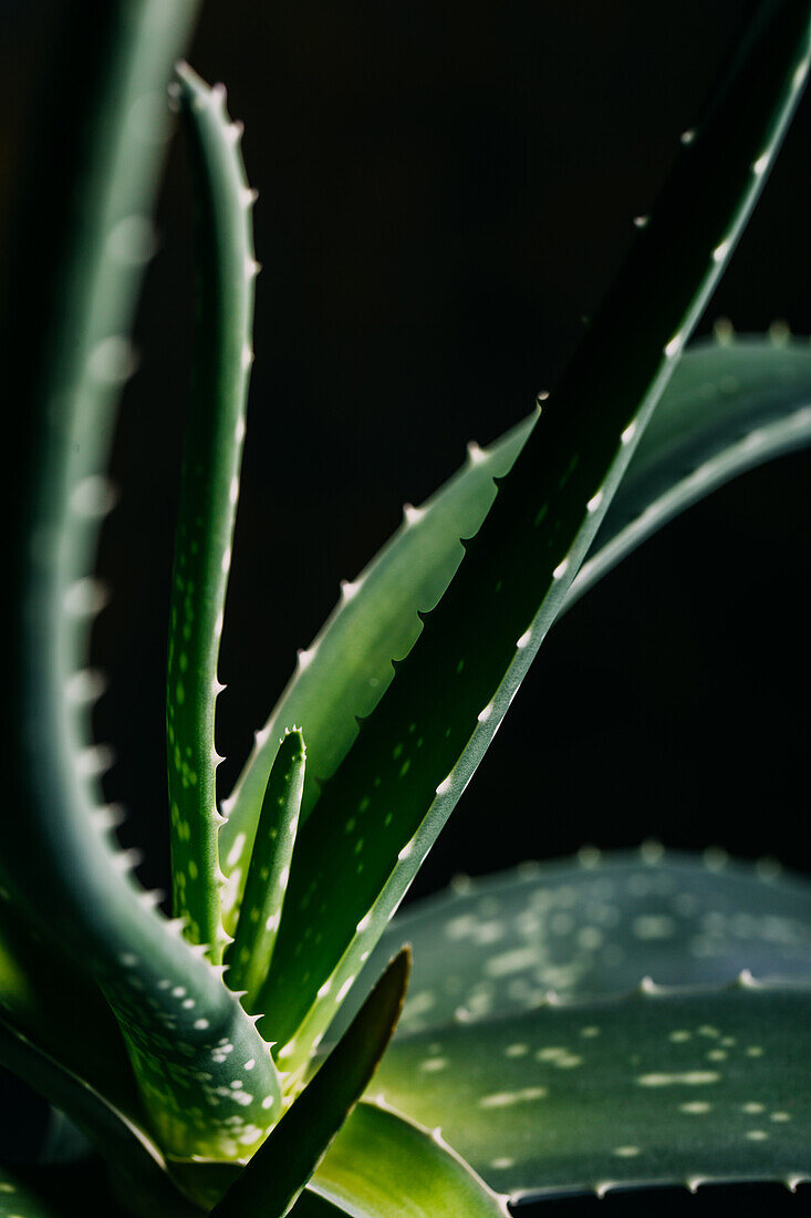 Aloe vera Blätter auf dunklem Hintergrund