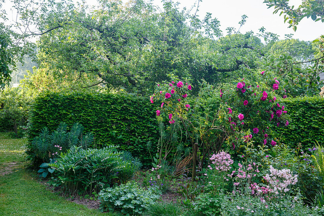 Blühender Garten mit Rosen (Rosa), Bäumen und Hecke