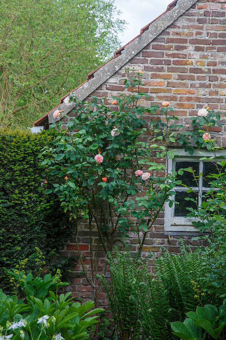 Rose bush with pink flowers on a brick house in the garden