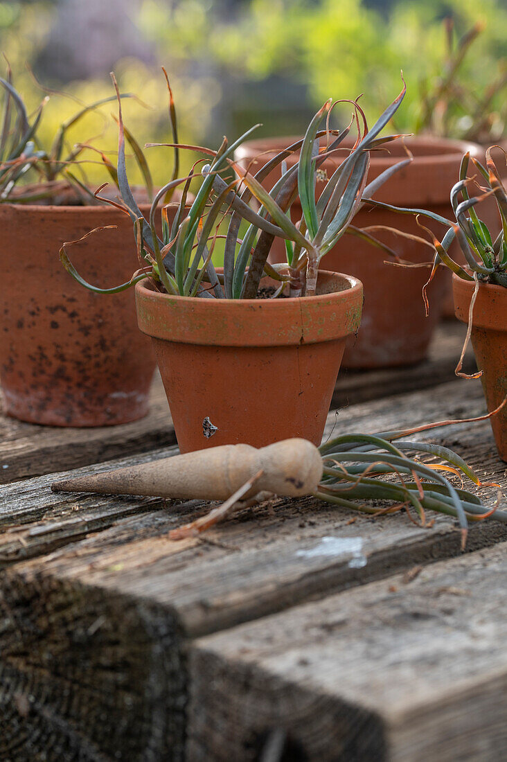 Propagation of the cattail plant (Bulbine frutescens) by cuttings in pots on the patio