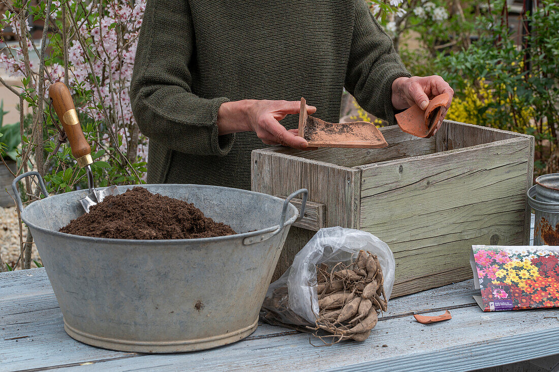 Planting insect-friendly dahlia mix (Dahlia) in a wooden box, dahlia tubers in a packet, place potsherds over the drainage holes