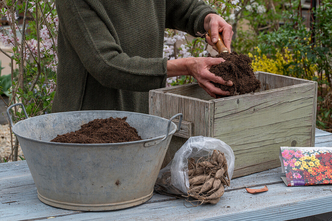 Planting insect-friendly dahlia mix (Dahlia) in wooden box, dahlia tubers in pack, fill with potting soil