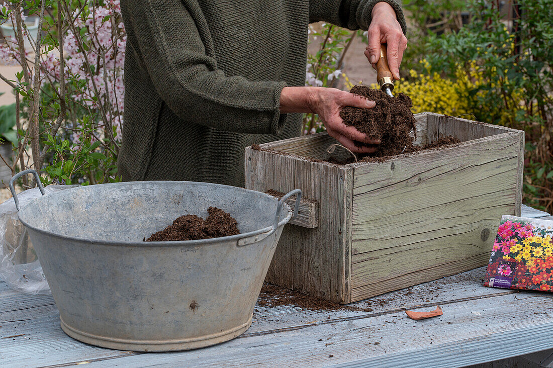 Place insect-friendly dahlia mix (Dahlia) in wooden box, cover dahlia tubers with soil and press down